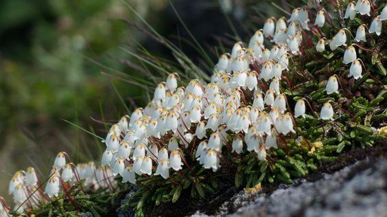 走了一千零一夜终于到达这座童话之国