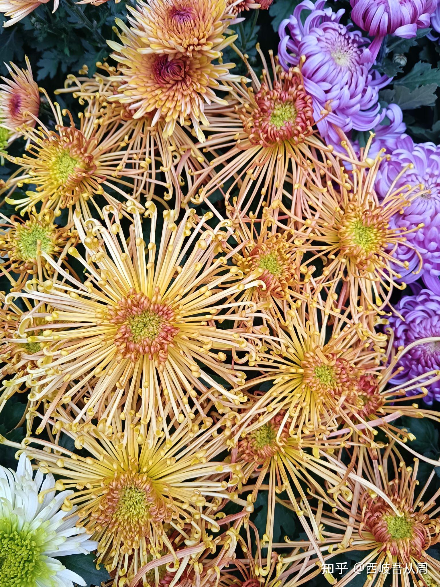 《世俗的平凡》 知乎