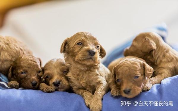 幼犬刚到家 别让你的 无知 害死它 知乎