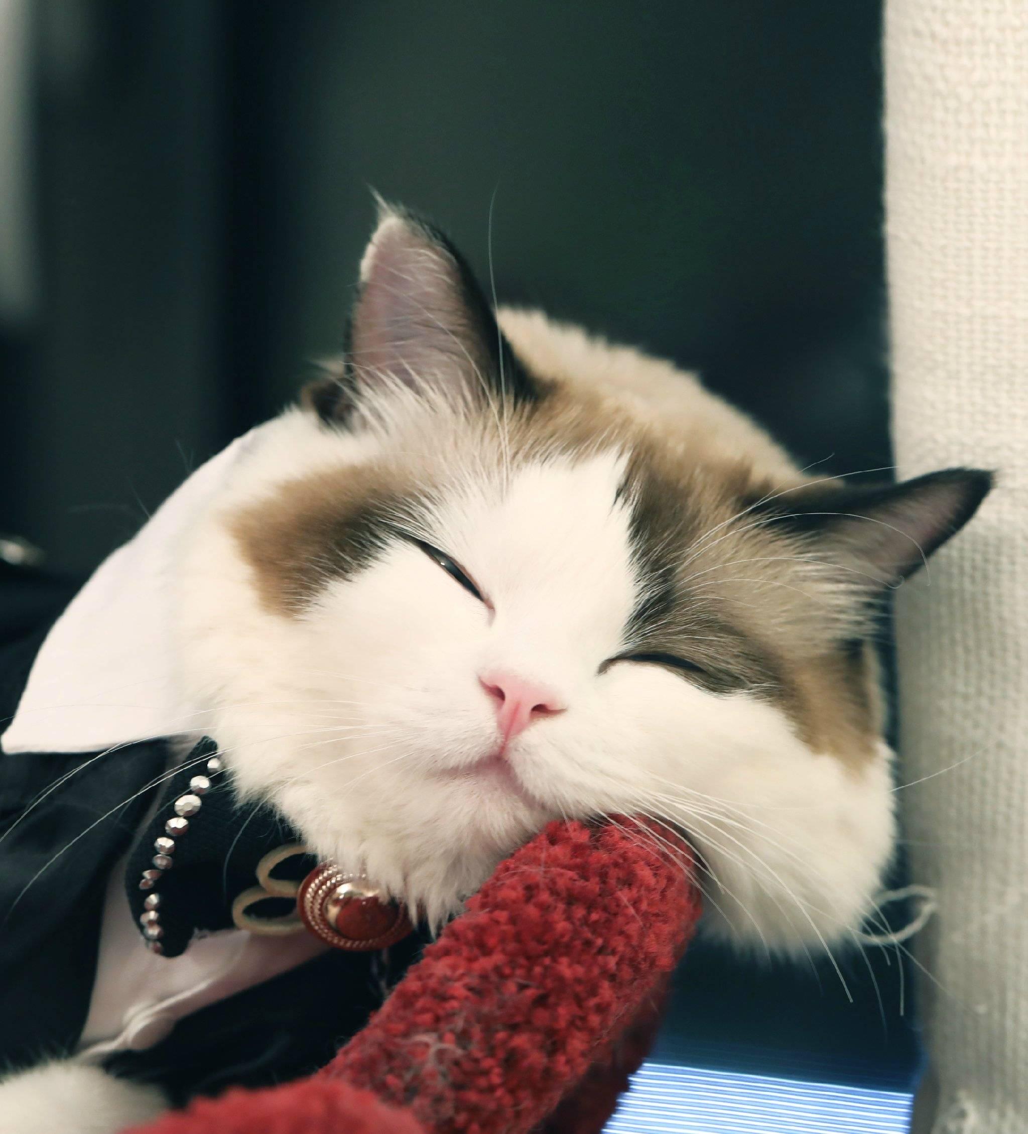 牙医碰见最烂的牙有多烂?