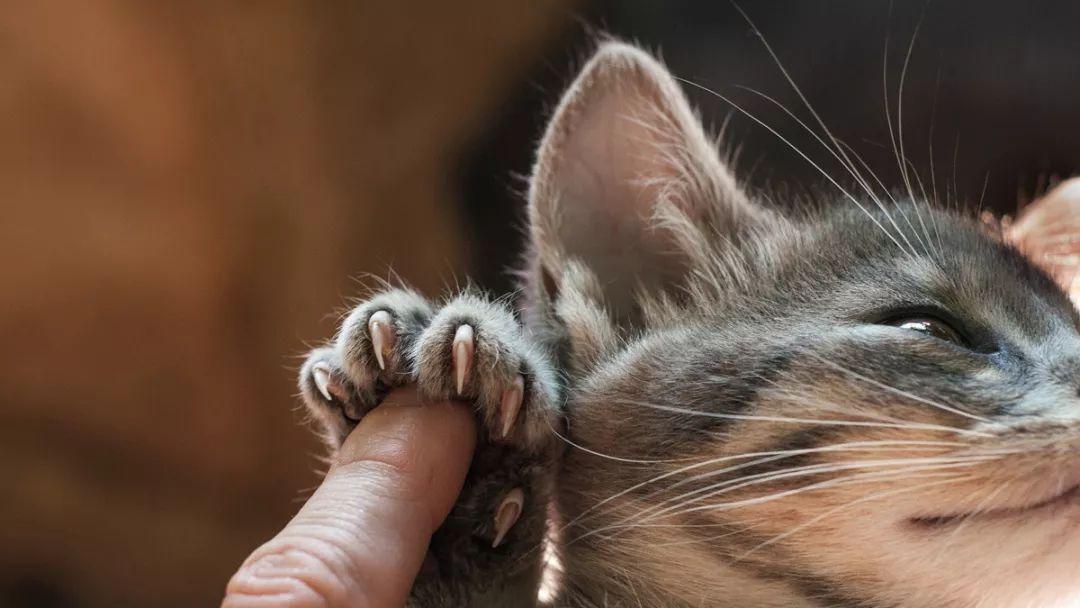 如何给猫咪修剪爪子