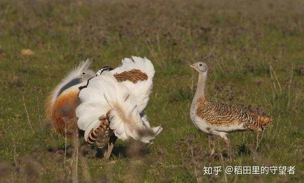 《诗经·唐风·鸨羽》知道妓女为什么叫老鸨吗?看了就知道.