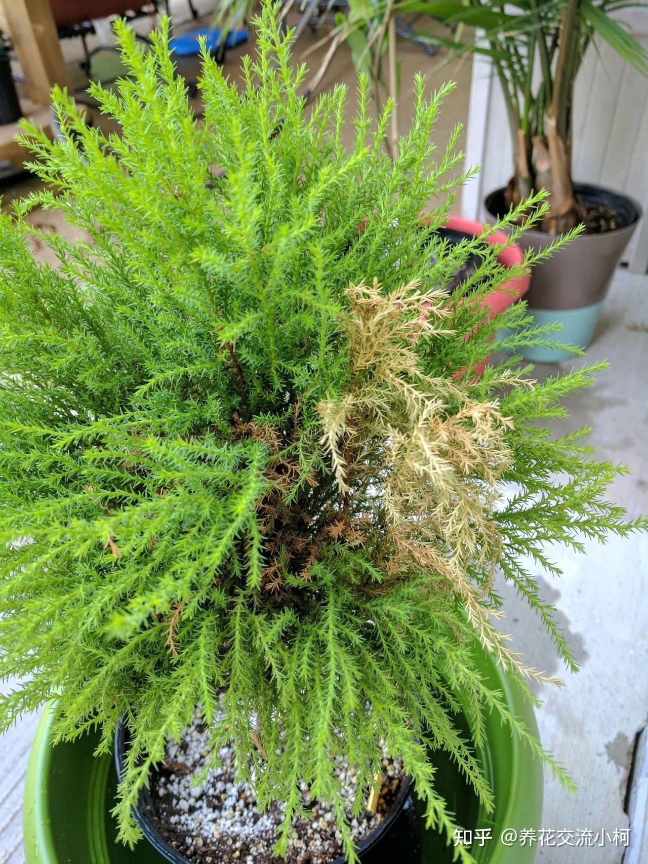 摸一下就有香味的香松，传言能驱蚊，养了后才发现易干枯，难呀！ - 知乎
