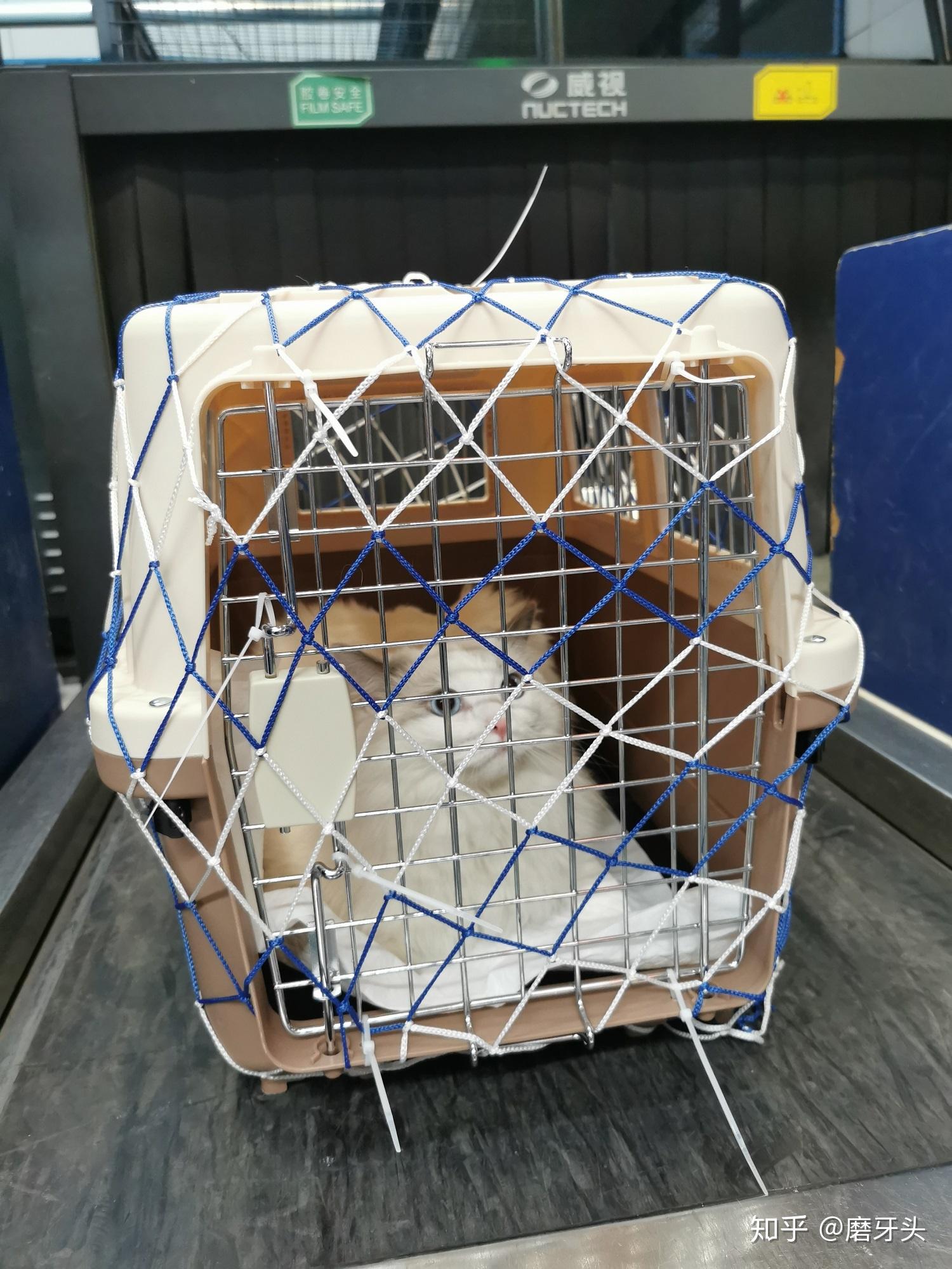 非常详细的宠物托运流程(北京到杭州)丨猫主子的飞行 - 知乎