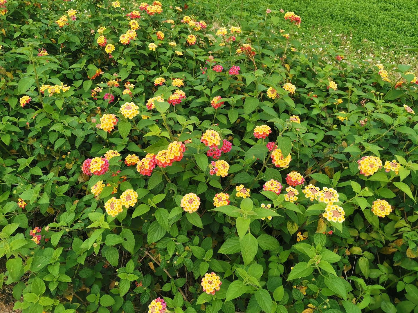 春色怎么会恼人呢 知乎