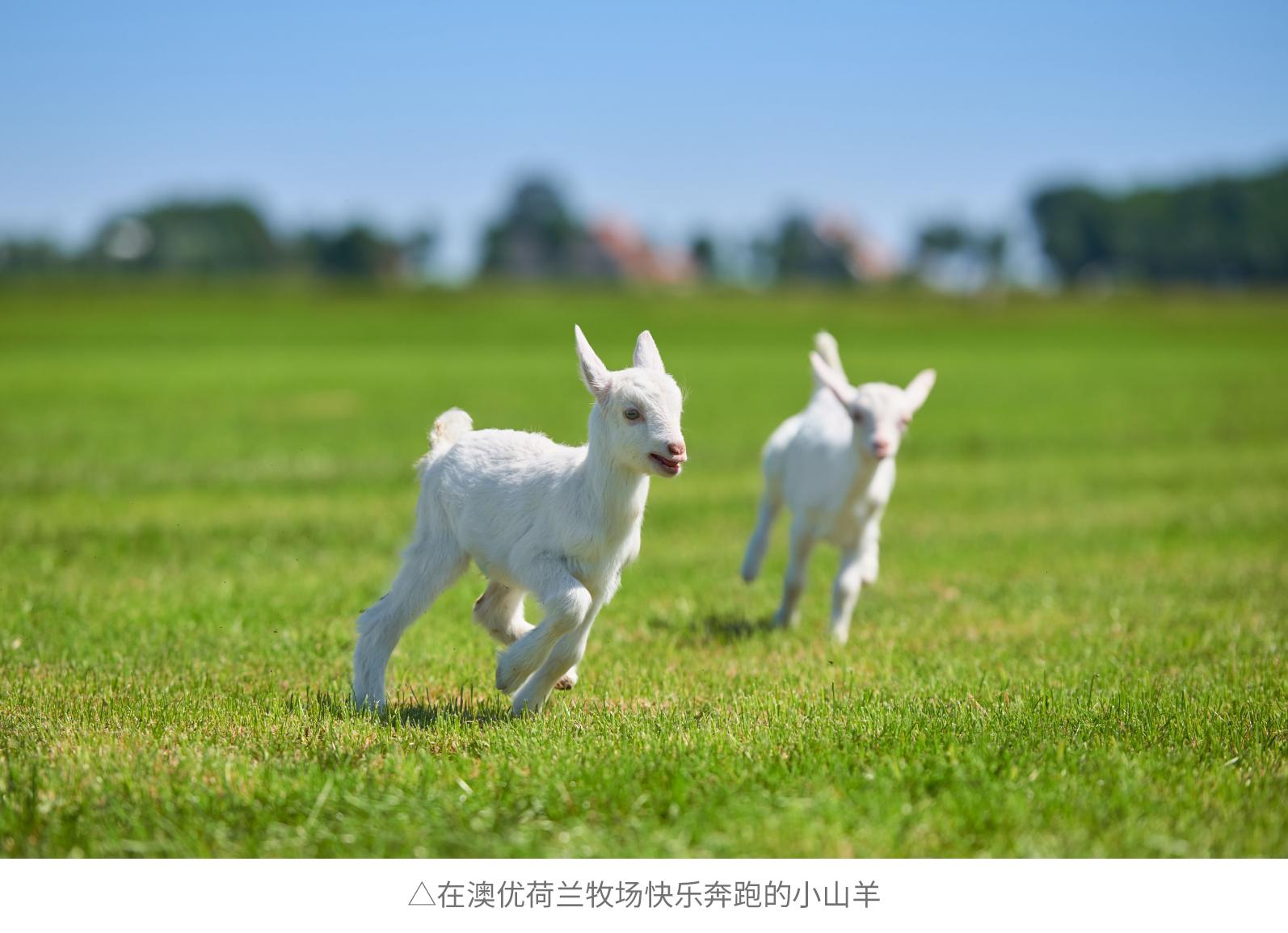 "领头羊"佳贝艾特连续5年在进口婴幼童羊奶粉销售份额超6成_中访网