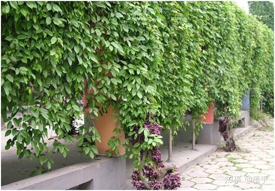 原创:那些上次和你忘说的藤本观叶植物! - 知乎
