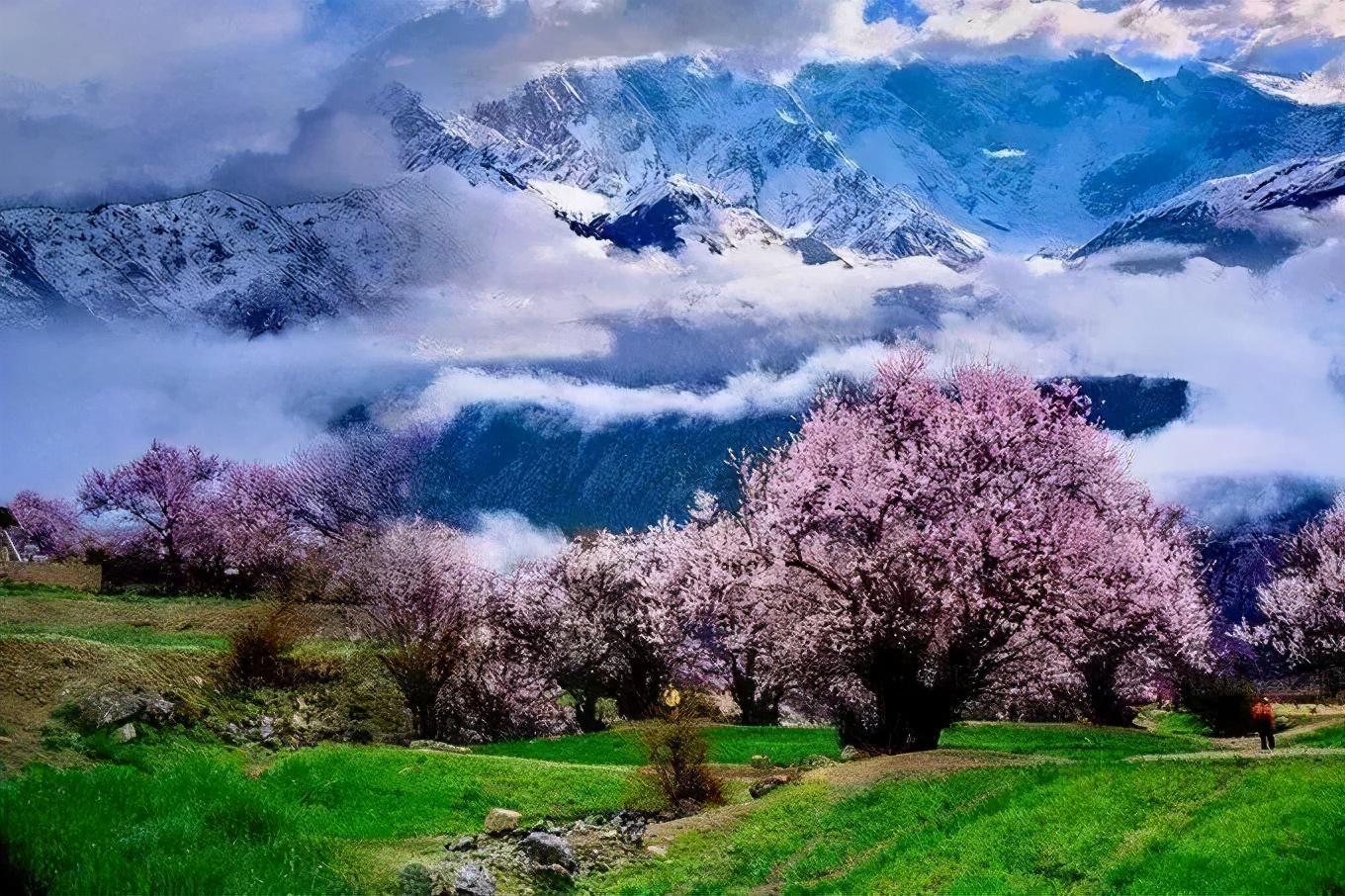 为什么很多人不远千里跑去西藏看桃花