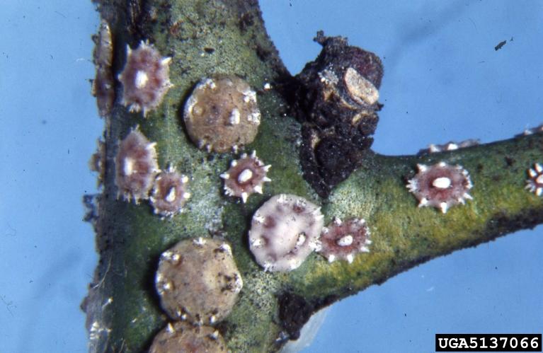 org/id/scales/factsheet.php?name=6877)属半翅目,蜡蚧科.