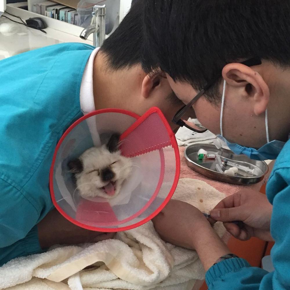 作为猫奴你了解什么是猫鼻支吗