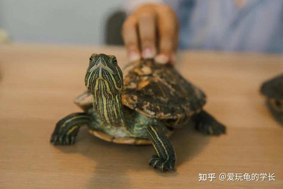 学长技能篇：乌龟常见病之腐皮篇 - 知乎