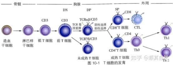 T细胞在胸腺中的发育 - 知乎