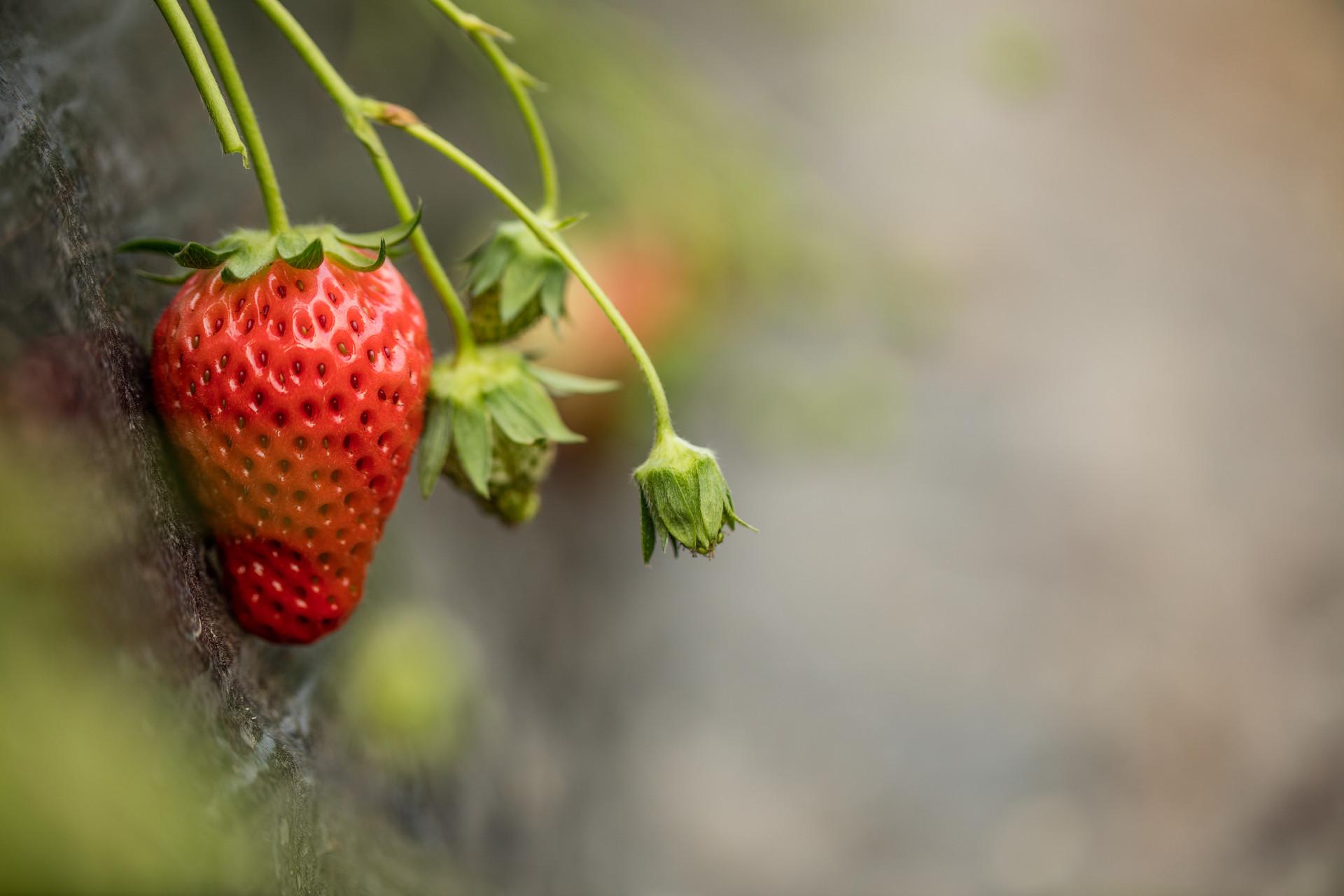 种草莓-一般的草莓已经不能满足我了！整个巨无霸草莓品种，一口就吃饱的那种，阳台种 - 哔哩哔哩