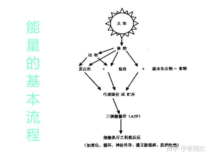 系统)1,磷酸肌酸系统(atp