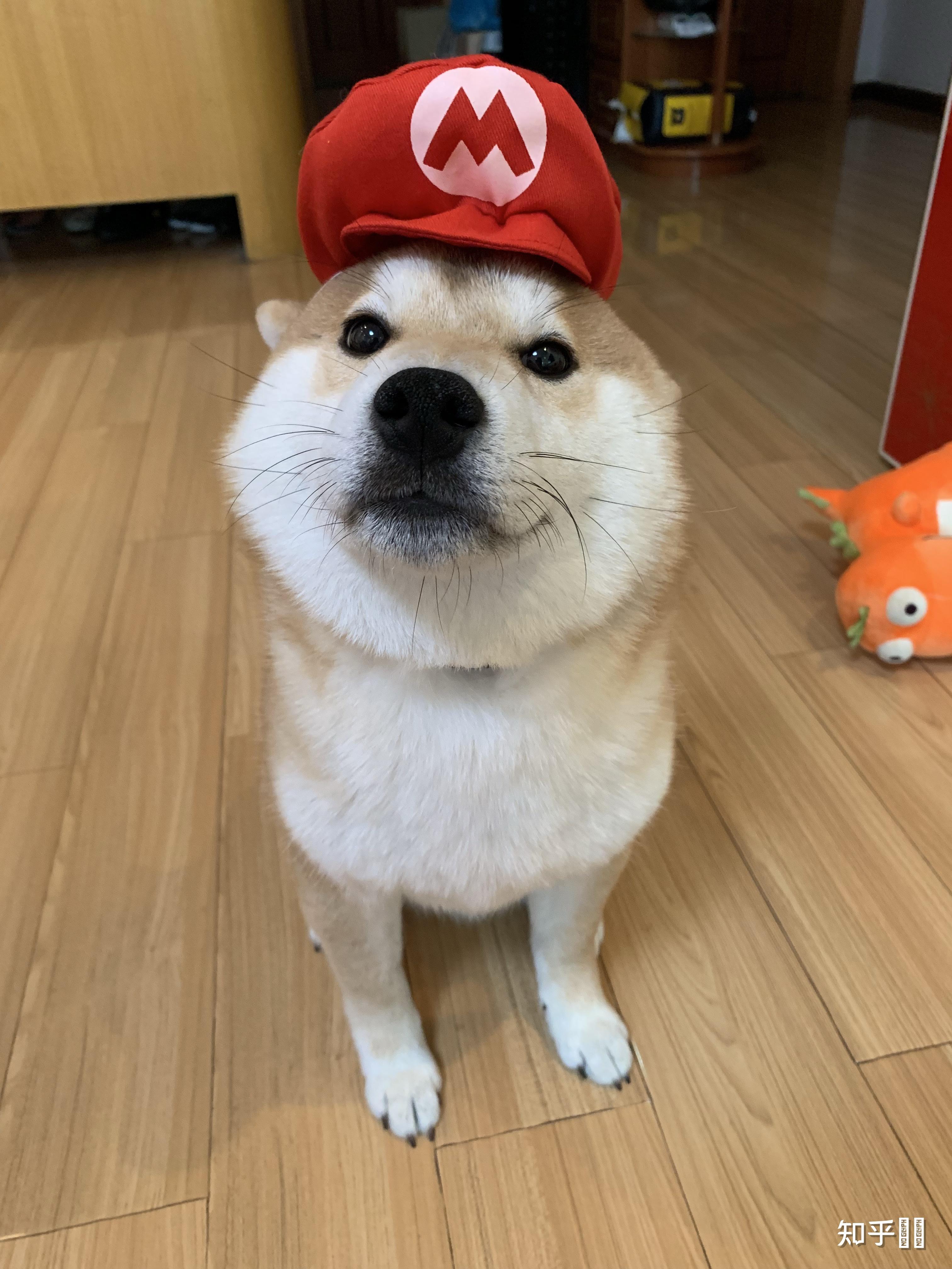 柴犬要怎么养才会圆脸? - 知乎