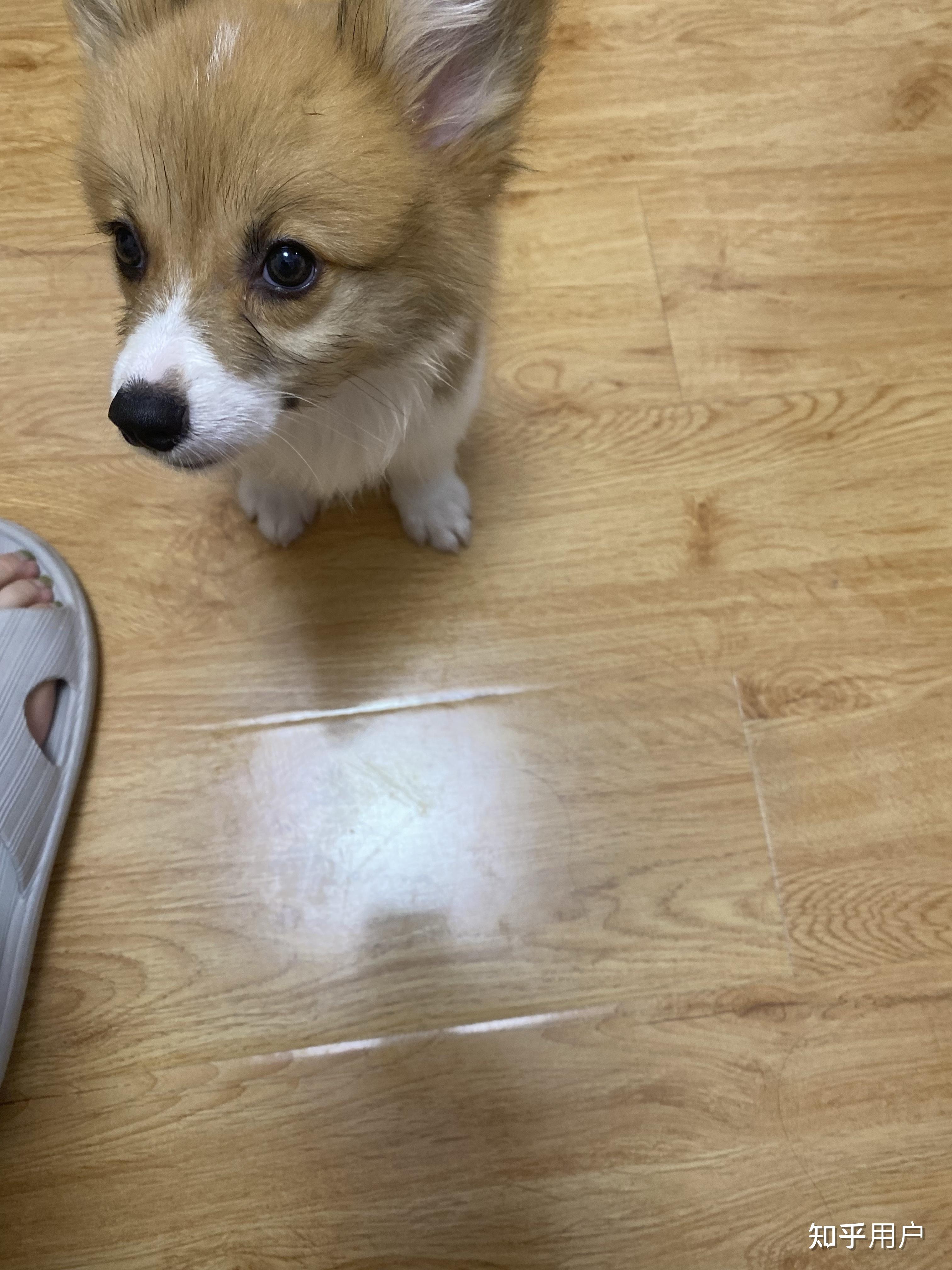 有养柯基犬的给看下呗,三个月柯基? - 知乎