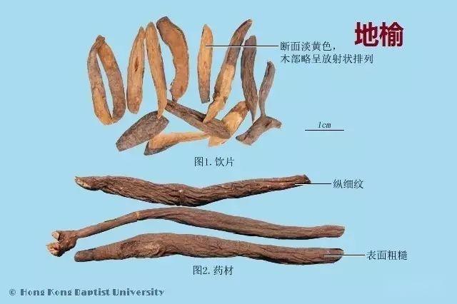 223种中药的鉴别图谱（彩图注释） - 知乎