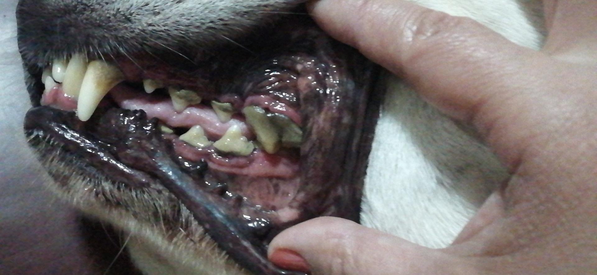 宠物牙结石只能拔牙吗怎么给猫狗刷牙