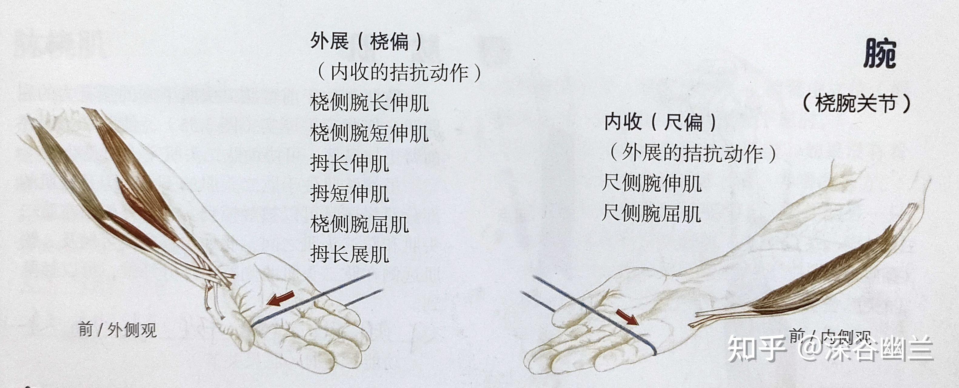 手腕痛锻炼方法图解图片