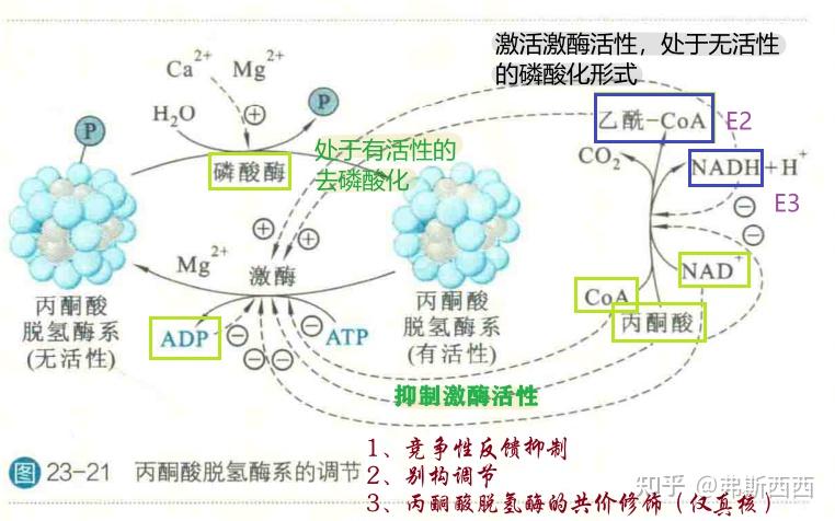 柠檬酸丙酮酸循环图片
