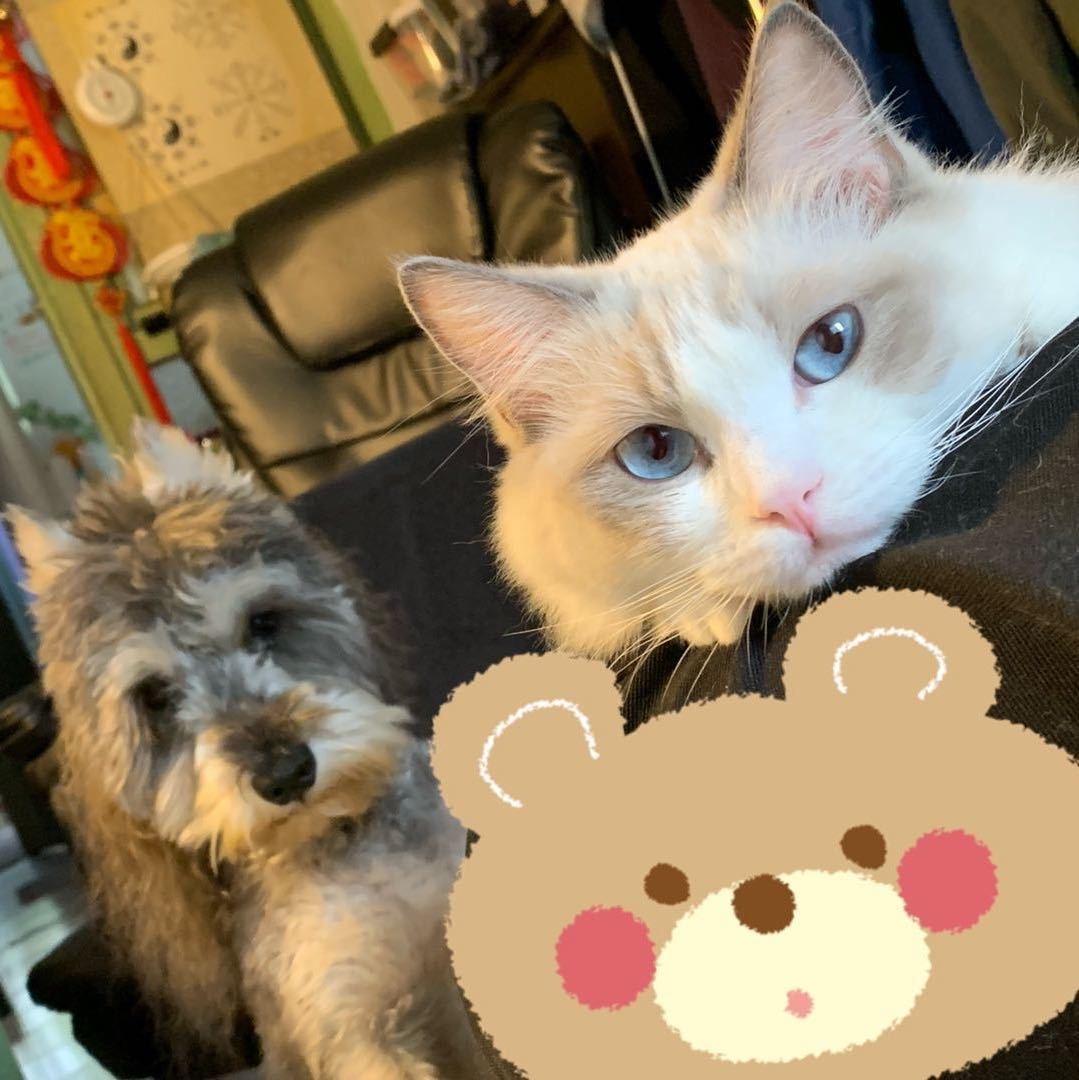 【猫片狗片】猫狗双全?哪儿那么容易 - 知乎