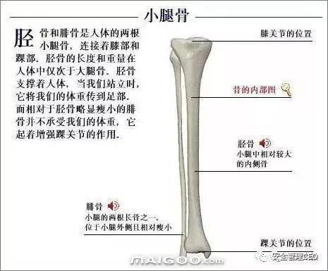 人体骨骼结构图 - 知乎