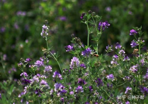 你不知道的植物秘密 为什么说紫花苜蓿是 牧草之王 知乎