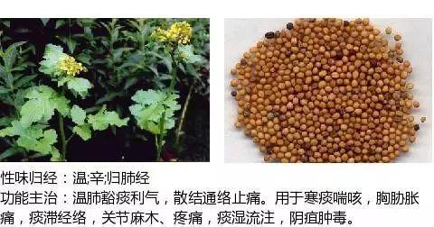 500余种中草药图  第322张