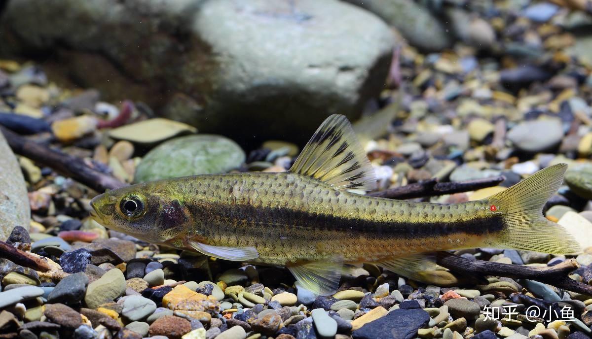 请问这种事什么鱼