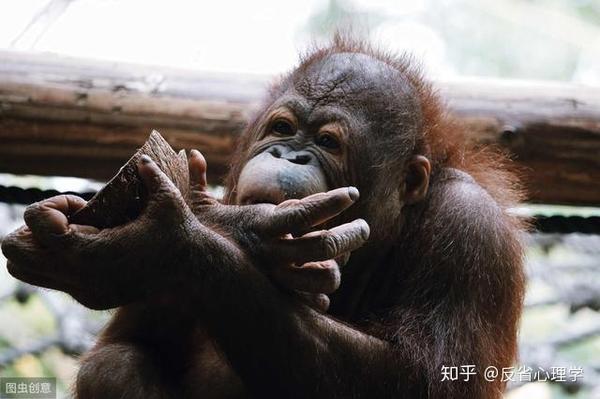 人类只所以能成为地球之王 关键不在大脑 而在于灵巧的双手和发音器官 知乎 人类只所以能成为地球之王 关键不在大脑 而在于灵巧的双手和发音器官 知乎