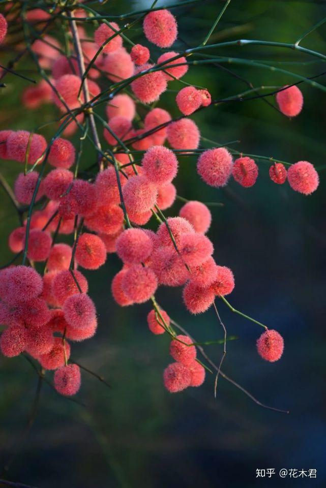珍稀濒危物种花色艳丽果实奇特荒漠特有的固沙强兵沙拐枣