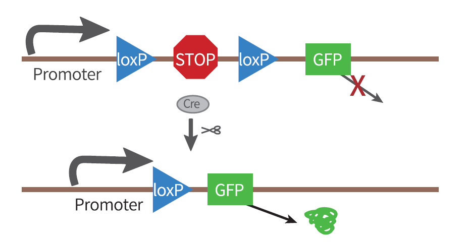 cre-loxp诱导基因重组的几种方式