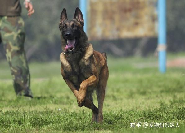警犬排行榜:7大优秀犬种,中国犬也上榜!