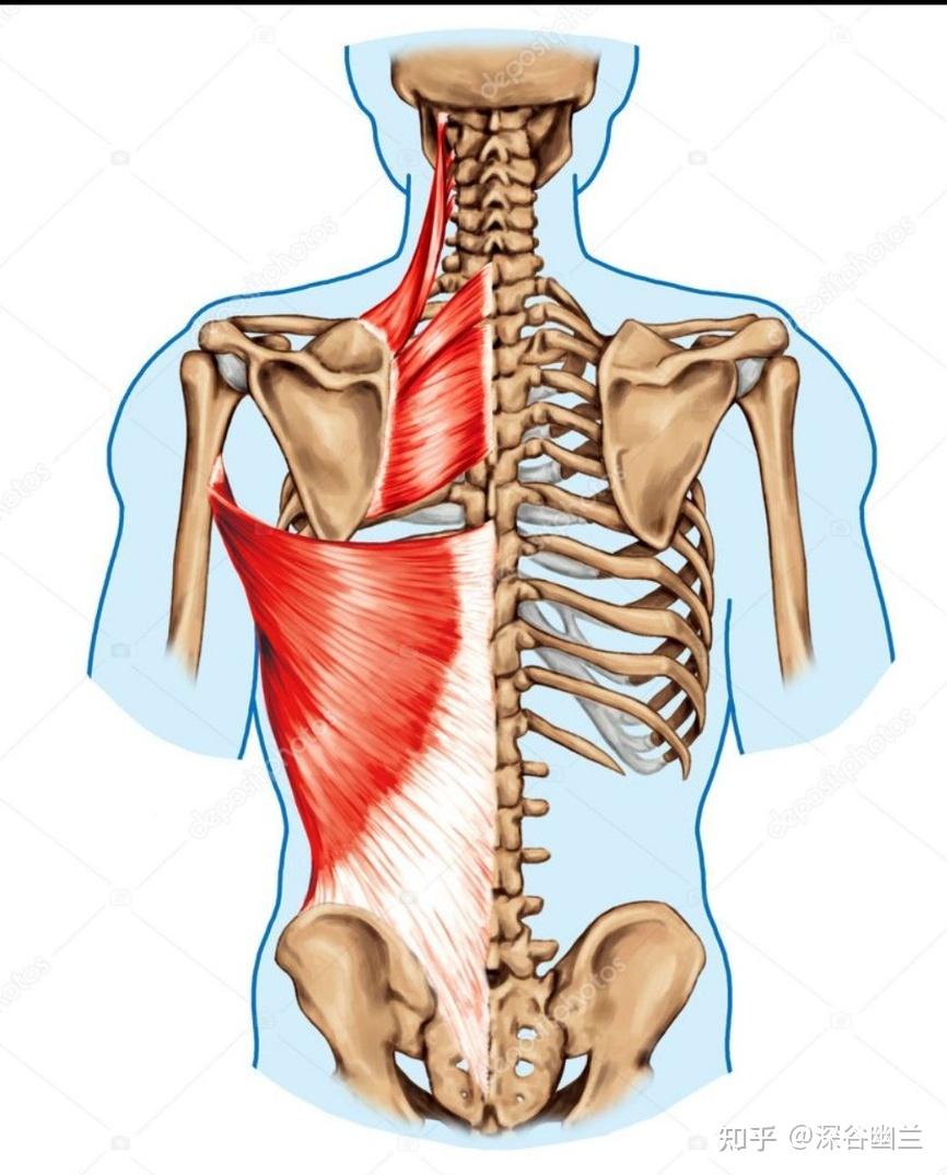 阔背肌疼图片