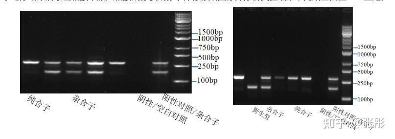 实验小鼠基因型PCR鉴定(SOP) - 知乎