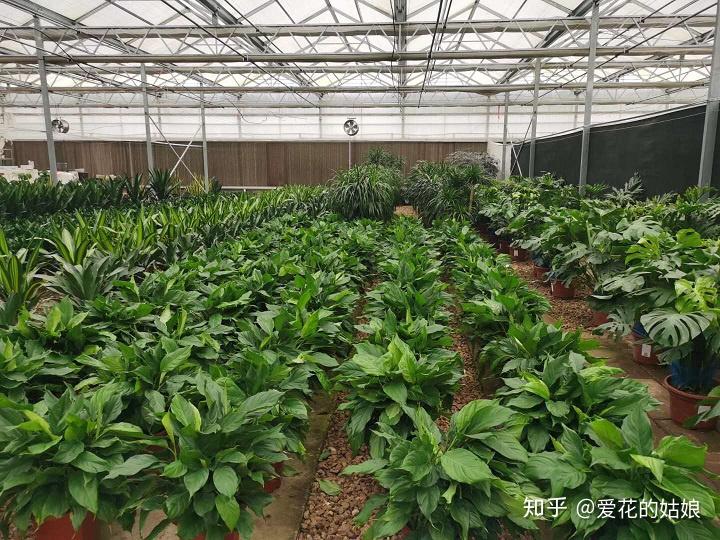 西安的绿植租赁基地是什么样的