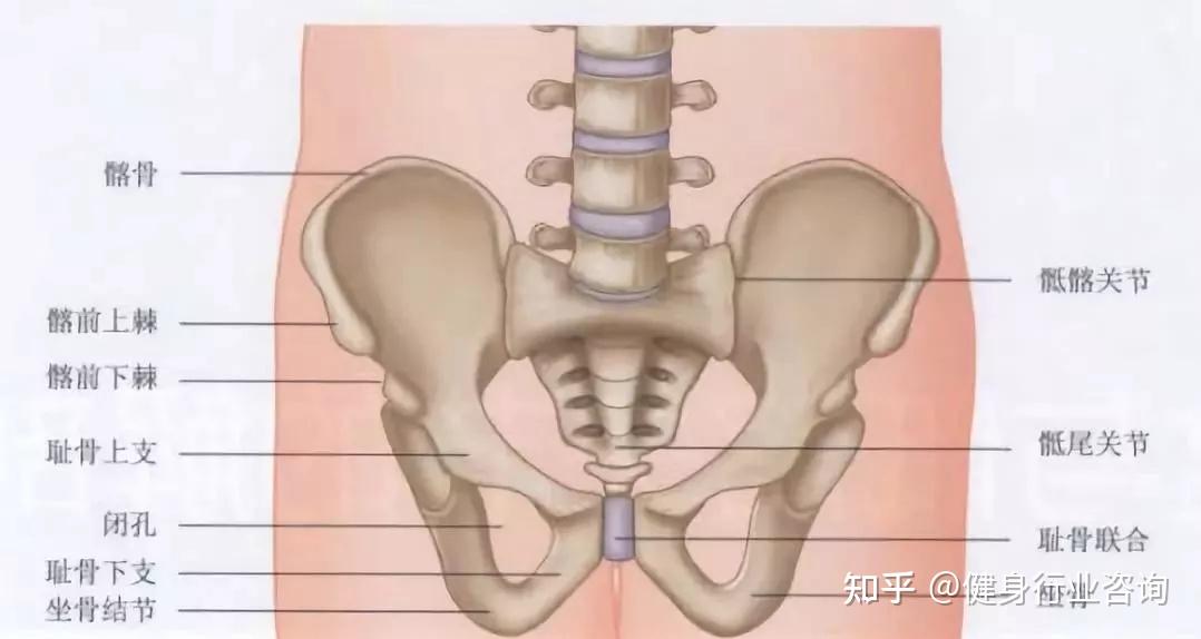 成人的髋部由4个关节构成 左骶髂关节