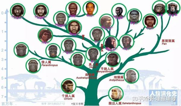 从猿人到智人的头骨变化(民科版) - 知乎