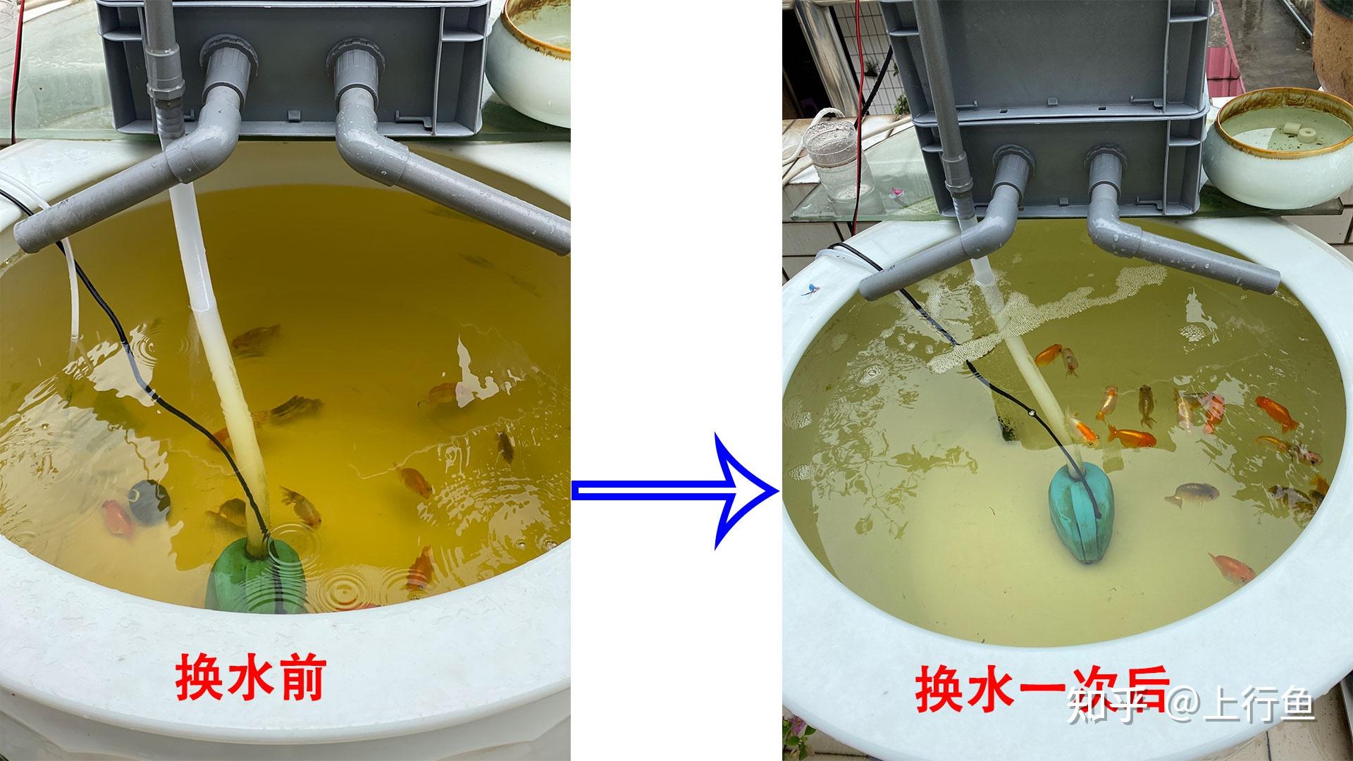 鱼缸下黄粉后水发黄怎么办鱼缸里面加了黄粉水变黄了怎么除去黄颜色
