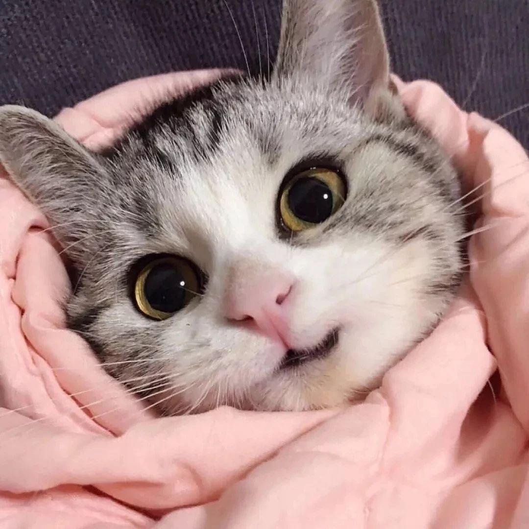 头像| 个性搞怪头像 - 知乎