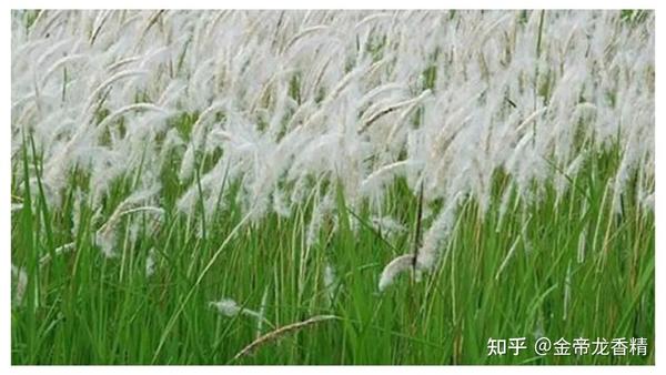 香精与香料(113)—白茅香 - 知乎