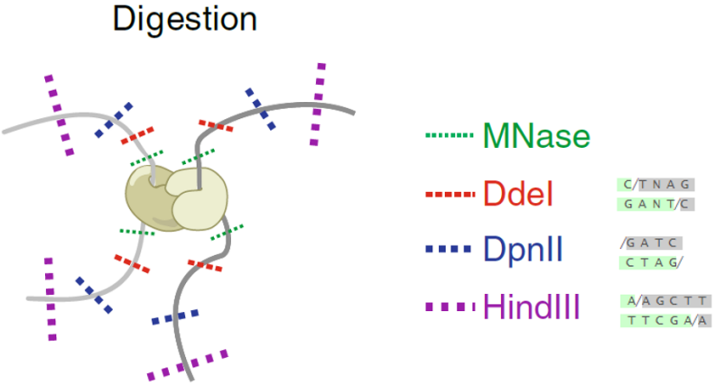 重磅升级丨Hi-C技术发明人Job Dekker发布高精度Hi-C 3.0技术 - 知乎