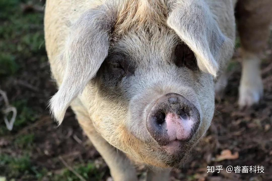 瘦猪是个什么猪? - 知乎