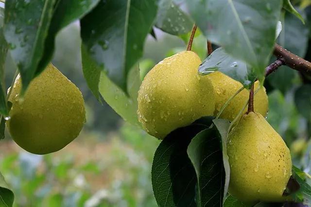 嗓子不舒服不想吃药怎么好喝点金川雪梨膏