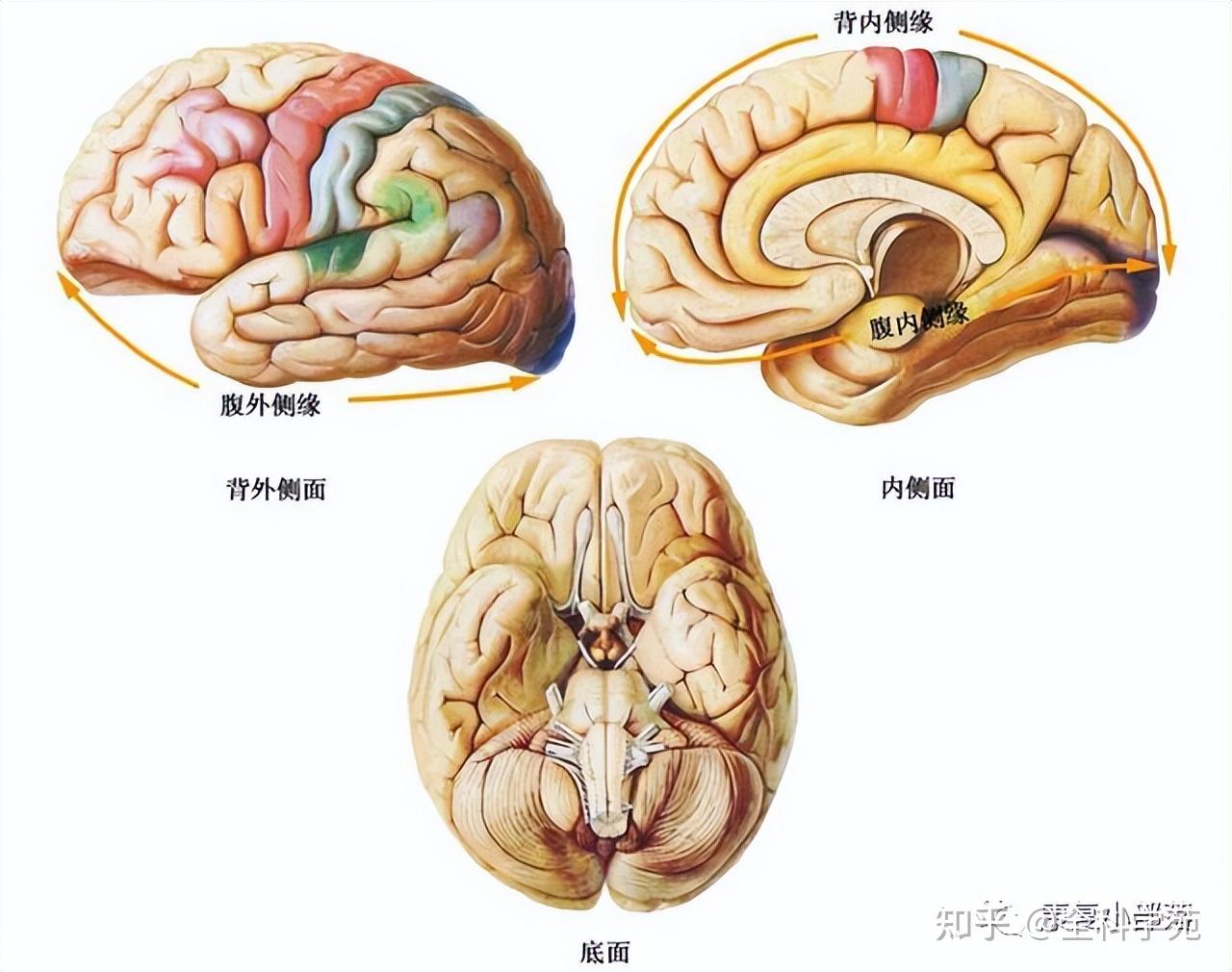 神经功能解剖 - 知乎