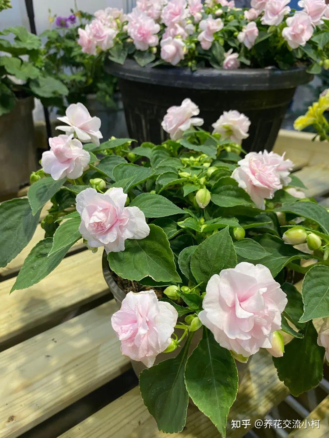常见的指甲花、新几内亚凤仙和苏丹凤仙花,养花盆里就很容易开花 - 知乎