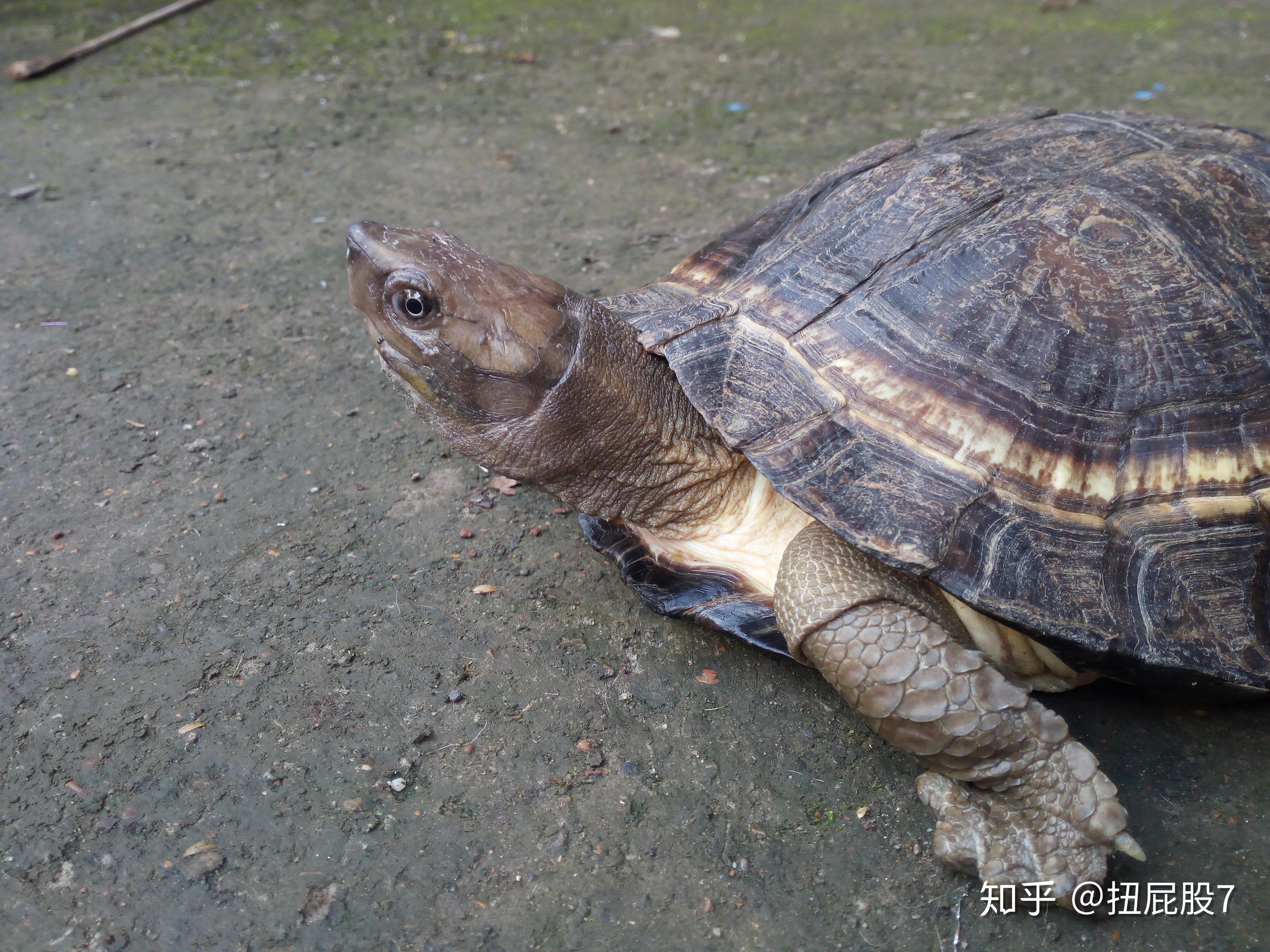 齿缘摄龟的具体形态和印尼种群 - 知乎