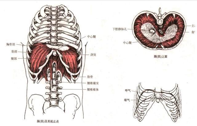 「干货」每天分享一块肌肉——膈肌 - 知乎