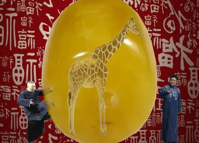 当然啦,郭德纲屡次在相声中说于大叔家的长颈鹿琥珀神马的,是在逗你