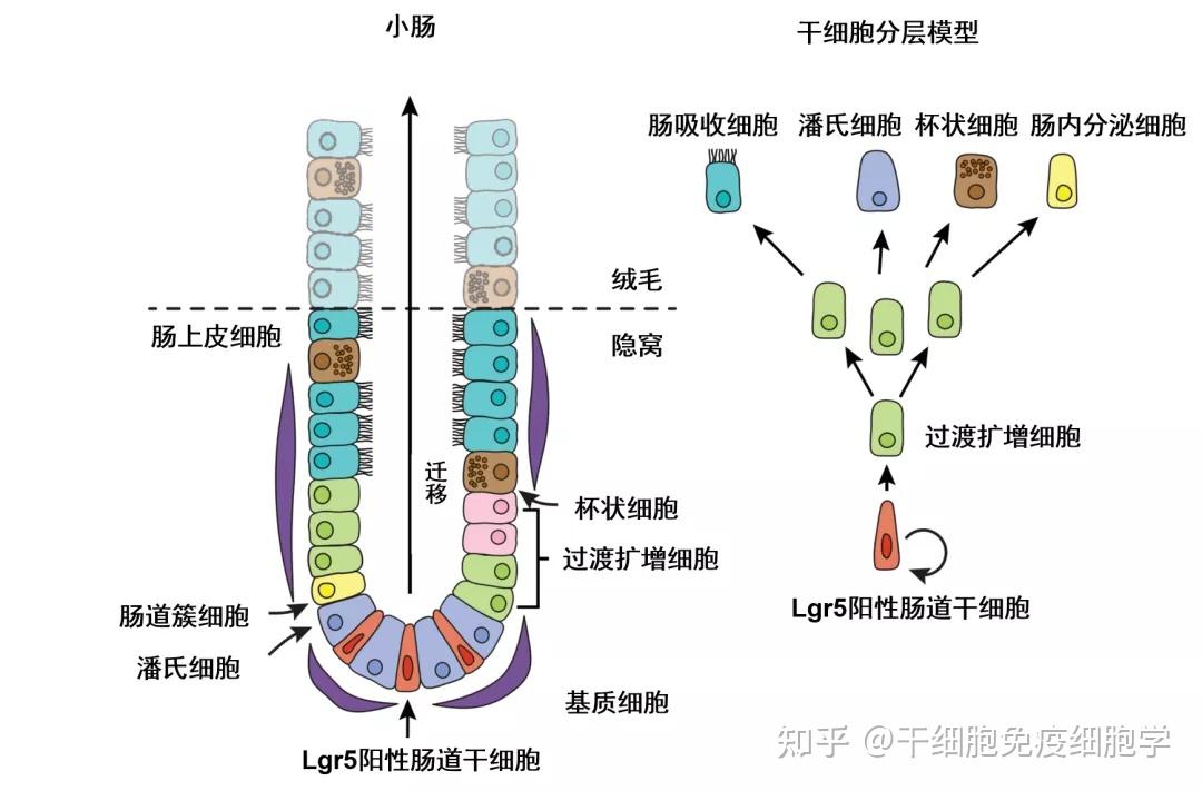 肠道的守护神——肠道干细胞 - 知乎